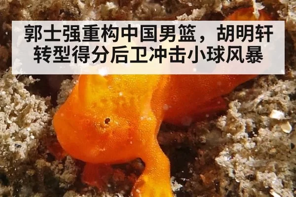 郭士强重构中国男篮，胡明轩转型得分后卫冲击小球风暴